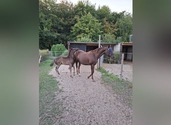 Oldenbourg, Étalon, Poulain (05/2025), Noir