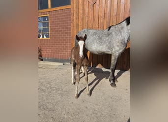 Oldenbourg, Étalon, , Peut devenir gris