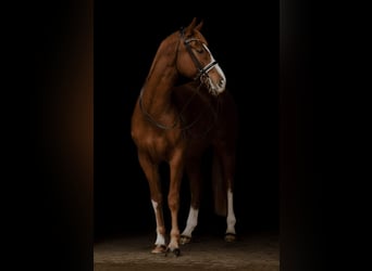 Oldenbourg, Hongre, 10 Ans, 166 cm, Alezan brûlé