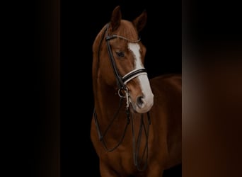 Oldenbourg, Hongre, 10 Ans, 166 cm, Alezan brûlé