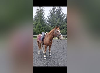 Oldenbourg, Hongre, 10 Ans, 166 cm, Alezan brûlé