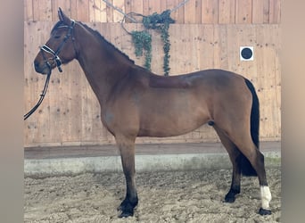 Oldenbourg, Hongre, 10 Ans, 166 cm, Bai