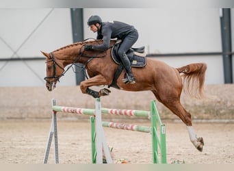 Oldenbourg, Hongre, 10 Ans, 168 cm, Bai cerise
