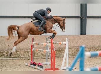 Oldenbourg, Hongre, 10 Ans, 168 cm, Bai cerise
