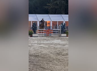 Oldenbourg, Hongre, 10 Ans, 168 cm, Bai