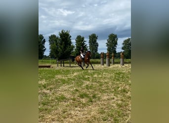 Oldenbourg, Hongre, 10 Ans, 168 cm, Bai