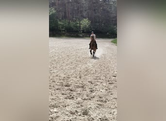 Oldenbourg, Hongre, 10 Ans, 168 cm, Bai