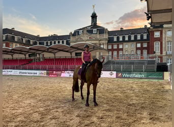 Oldenbourg, Hongre, 10 Ans, 168 cm, Bai