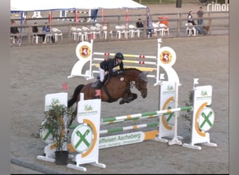 Oldenbourg, Hongre, 10 Ans, 168 cm, Bai