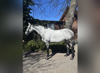 Oldenbourg, Hongre, 10 Ans, 171 cm, Gris pommelé