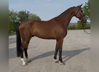 Oldenbourg, Hongre, 10 Ans, 176 cm, Bai