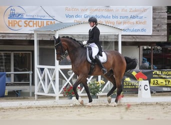 Oldenbourg, Hongre, 10 Ans, 178 cm, Bai