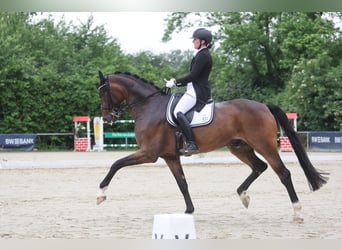 Oldenbourg, Hongre, 10 Ans, 178 cm, Bai