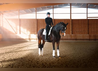 Oldenbourg, Hongre, 10 Ans, 179 cm, Bai brun