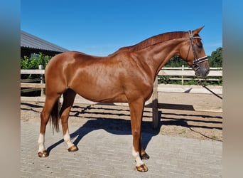 Oldenbourg, Hongre, 10 Ans, Alezan