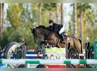 Oldenbourg, Hongre, 10 Ans, Bai brun