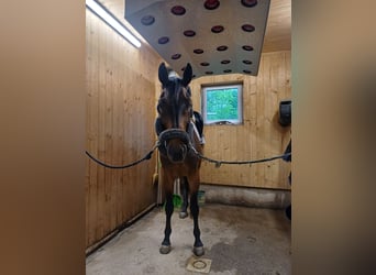 Oldenbourg, Hongre, 10 Ans, Bai brun