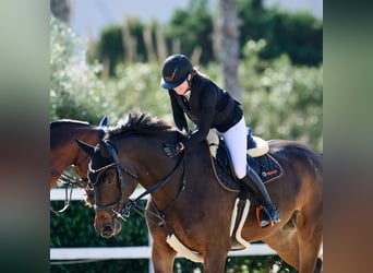 Oldenbourg, Hongre, 10 Ans, Bai brun