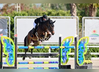 Oldenbourg, Hongre, 10 Ans, Bai brun