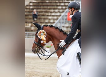 Oldenbourg, Hongre, 11 Ans, 162 cm, Bai cerise
