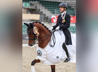 Oldenbourg, Hongre, 11 Ans, 162 cm, Bai cerise