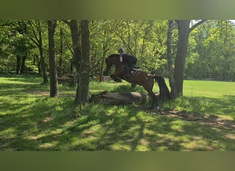 Oldenbourg, Hongre, 11 Ans, 163 cm, Bai