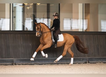 Oldenbourg, Hongre, 11 Ans, 166 cm, Alezan brûlé