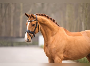 Oldenbourg, Hongre, 11 Ans, 166 cm, Alezan brûlé