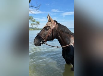 Oldenbourg, Hongre, 11 Ans, 166 cm, Bai brun foncé