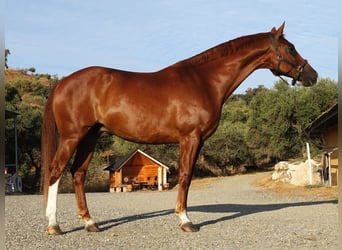 Oldenbourg, Hongre, 11 Ans, 167 cm, Alezan brûlé