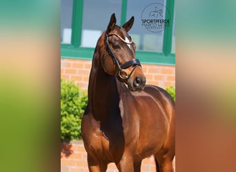 Oldenbourg, Hongre, 11 Ans, 168 cm, Bai brun