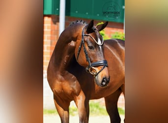 Oldenbourg, Hongre, 11 Ans, 168 cm, Bai brun
