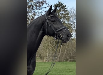 Oldenbourg, Hongre, 11 Ans, 169 cm, Noir