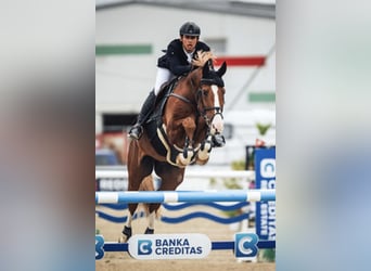 Oldenbourg, Hongre, 11 Ans, 170 cm, Alezan