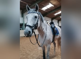 Oldenbourg, Hongre, 11 Ans, 170 cm, Gris