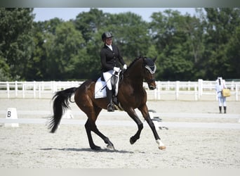 Oldenbourg, Hongre, 11 Ans, 172 cm, Bai Oldenbourg, Hongre, 11 Ans, 172 cm, Bai