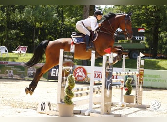 Oldenbourg, Hongre, 11 Ans, 172 cm, Bai