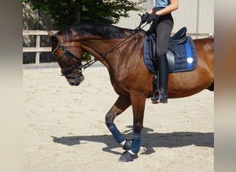 Oldenbourg, Hongre, 11 Ans, 173 cm, Bai