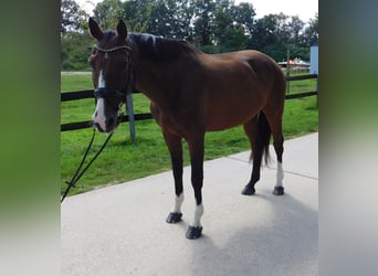 Oldenbourg, Hongre, 11 Ans, 173 cm, Bai