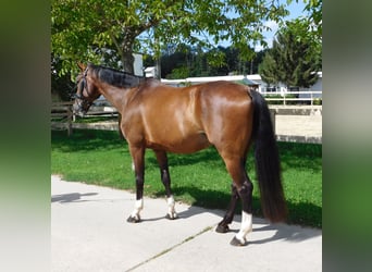 Oldenbourg, Hongre, 11 Ans, 173 cm, Bai