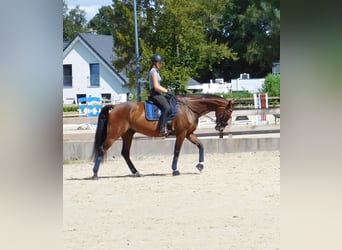 Oldenbourg, Hongre, 11 Ans, 173 cm, Bai