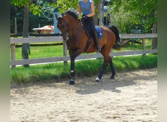 Oldenbourg, Hongre, 11 Ans, 173 cm, Bai