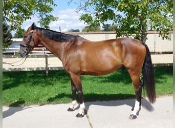 Oldenbourg, Hongre, 11 Ans, 173 cm, Bai