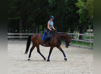 Oldenbourg, Hongre, 11 Ans, 173 cm, Bai