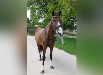 Oldenbourg, Hongre, 11 Ans, 173 cm, Bai