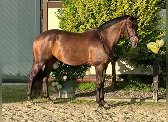 Oldenbourg, Hongre, 11 Ans, 174 cm, Bai