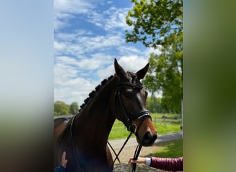 Oldenbourg, Hongre, 11 Ans, 174 cm, Bai