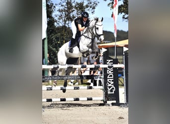 Oldenbourg, Hongre, 11 Ans, 175 cm, Gris