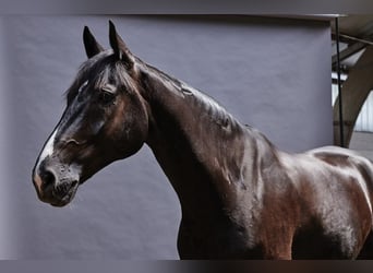 Oldenbourg, Hongre, 11 Ans, 175 cm, Noir