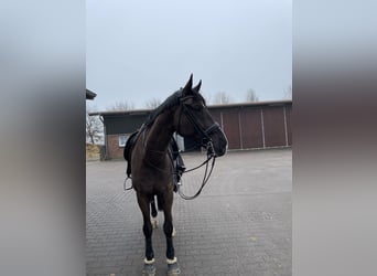 Oldenbourg, Hongre, 11 Ans, 175 cm, Noir